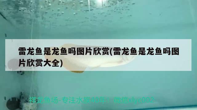 雷龍魚(yú)是龍魚(yú)嗎圖片欣賞(雷龍魚(yú)是龍魚(yú)嗎圖片欣賞大全)