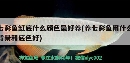 七彩魚缸底什么顏色最好養(yǎng)(養(yǎng)七彩魚用什么背景和底色好) 紅龍專用魚糧飼料