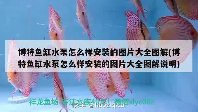 博特魚(yú)缸水泵怎么樣安裝的圖片大全圖解(博特魚(yú)缸水泵怎么樣安裝的圖片大全圖解說(shuō)明) 博特水族