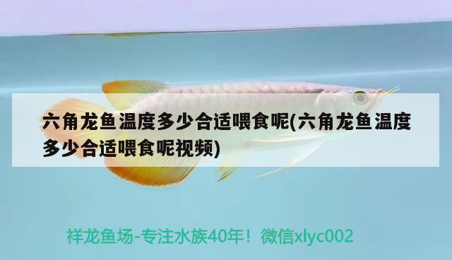 六角龍魚(yú)溫度多少合適喂食呢(六角龍魚(yú)溫度多少合適喂食呢視頻)