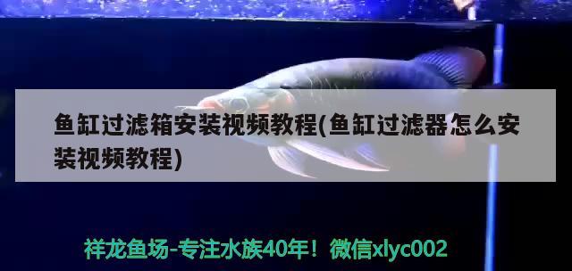 魚缸過濾箱安裝視頻教程(魚缸過濾器怎么安裝視頻教程) 大日玉鯖魚