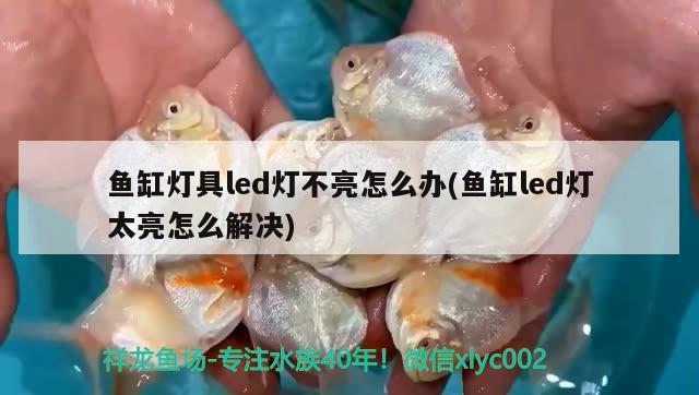 魚缸燈具led燈不亮怎么辦(魚缸led燈太亮怎么解決)