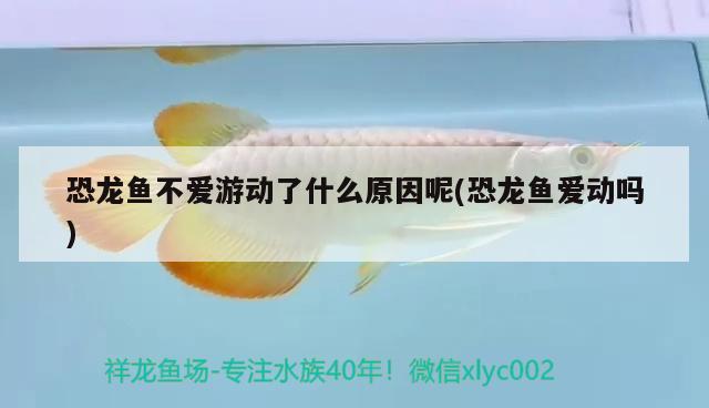 恐龍魚不愛游動了什么原因呢(恐龍魚愛動嗎)