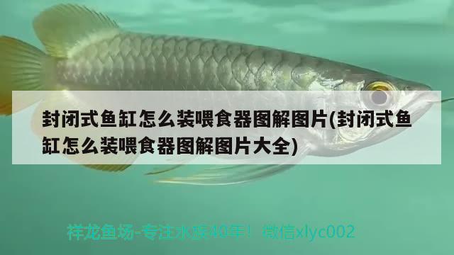 封閉式魚缸怎么裝喂食器圖解圖片(封閉式魚缸怎么裝喂食器圖解圖片大全)