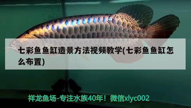 七彩魚魚缸造景方法視頻教學(七彩魚魚缸怎么布置) 魚缸/水族箱