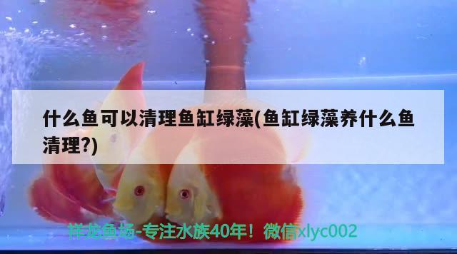 什么魚可以清理魚缸綠藻(魚缸綠藻養(yǎng)什么魚清理?)