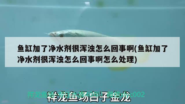 魚缸加了凈水劑很渾濁怎么回事啊(魚缸加了凈水劑很渾濁怎么回事啊怎么處理) 飛鳳魚苗