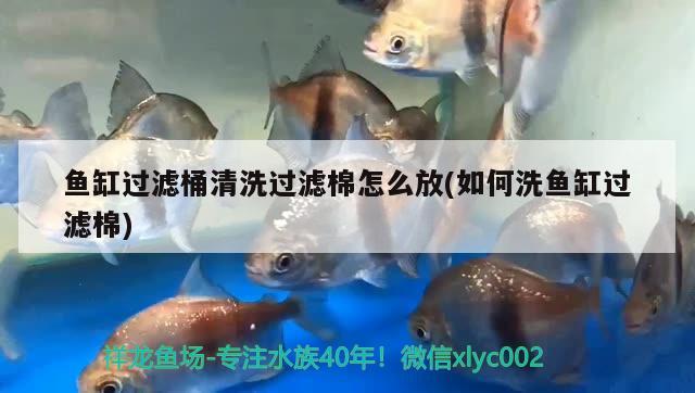 魚(yú)缸過(guò)濾桶清洗過(guò)濾棉怎么放(如何洗魚(yú)缸過(guò)濾棉)