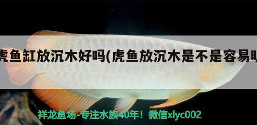 虎魚缸放沉木好嗎(虎魚放沉木是不是容易明)