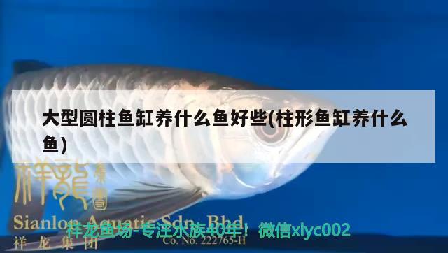 大型圓柱魚缸養(yǎng)什么魚好些(柱形魚缸養(yǎng)什么魚) 除藻劑