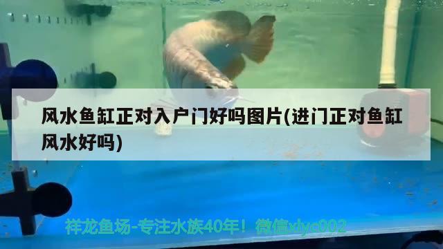 風水魚缸正對入戶門好嗎圖片(進門正對魚缸風水好嗎) 魚缸風水