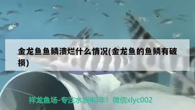 金龍魚魚鱗潰爛什么情況(金龍魚的魚鱗有破損) 其它水族用具設(shè)備