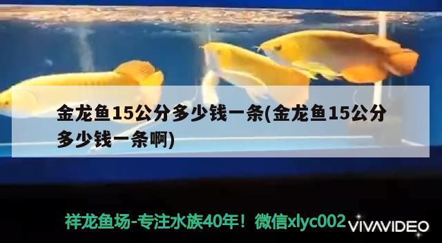 金龍魚15公分多少錢一條(金龍魚15公分多少錢一條啊) 帝王迷宮