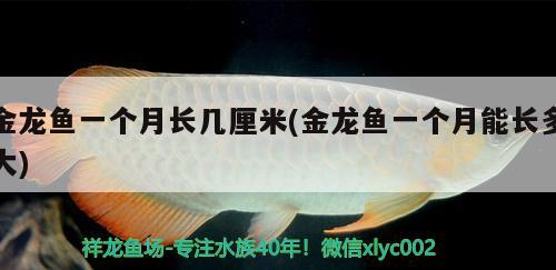 金龍魚一個(gè)月長(zhǎng)幾厘米(金龍魚一個(gè)月能長(zhǎng)多大)