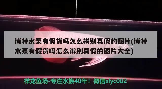 博特水泵有假貨嗎怎么辨別真假的圖片(博特水泵有假貨嗎怎么辨別真假的圖片大全)