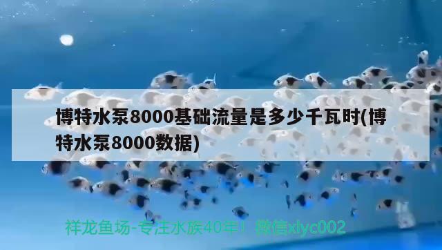 博特水泵8000基礎(chǔ)流量是多少千瓦時(博特水泵8000數(shù)據(jù)) 博特水族