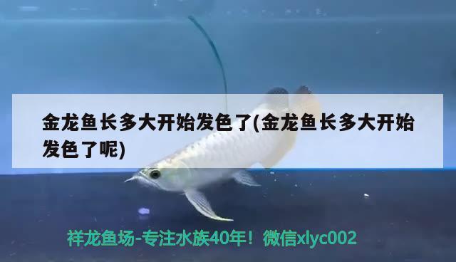 金龍魚長多大開始發(fā)色了(金龍魚長多大開始發(fā)色了呢)