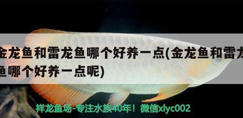 金龍魚和雷龍魚哪個(gè)好養(yǎng)一點(diǎn)(金龍魚和雷龍魚哪個(gè)好養(yǎng)一點(diǎn)呢) 錦鯉魚