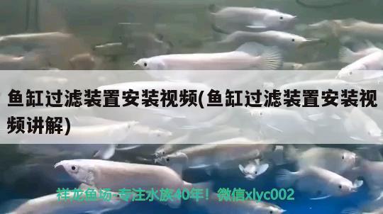 魚缸過濾裝置安裝視頻(魚缸過濾裝置安裝視頻講解)