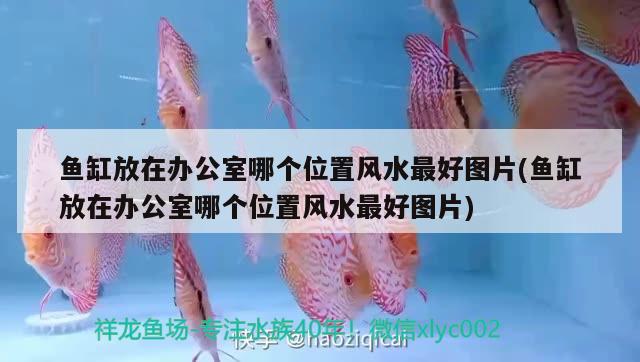 魚缸放在辦公室哪個(gè)位置風(fēng)水最好圖片(魚缸放在辦公室哪個(gè)位置風(fēng)水最好圖片) 魚缸風(fēng)水