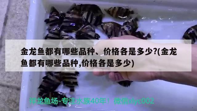 金龍魚都有哪些品種、價(jià)格各是多少?(金龍魚都有哪些品種,價(jià)格各是多少)