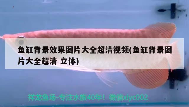 魚缸背景效果圖片大全超清視頻(魚缸背景圖片大全超清立體) 斑馬鴨嘴魚