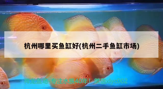 杭州哪里買魚缸好(杭州二手魚缸市場)