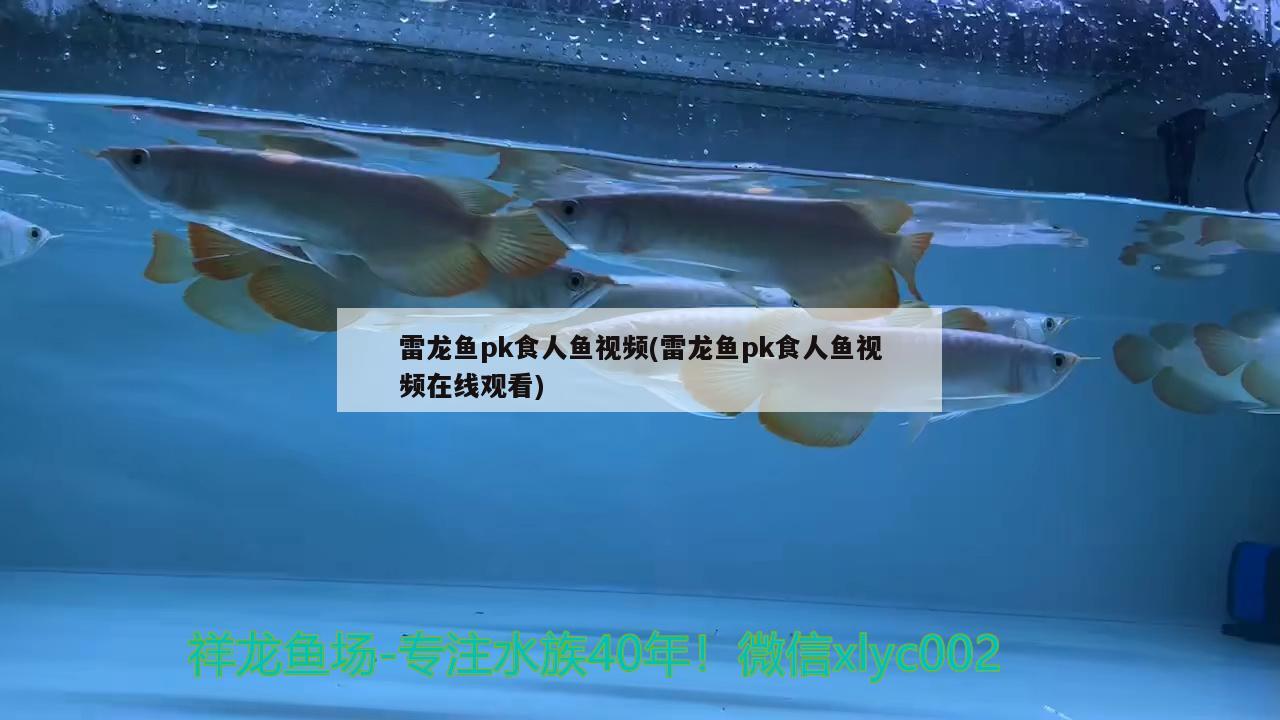 雷龍魚pk食人魚視頻(雷龍魚pk食人魚視頻在線觀看) 食人魚（水虎）