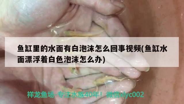 魚缸里的水面有白泡沫怎么回事視頻(魚缸水面漂浮著白色泡沫怎么辦) 虎紋銀版魚