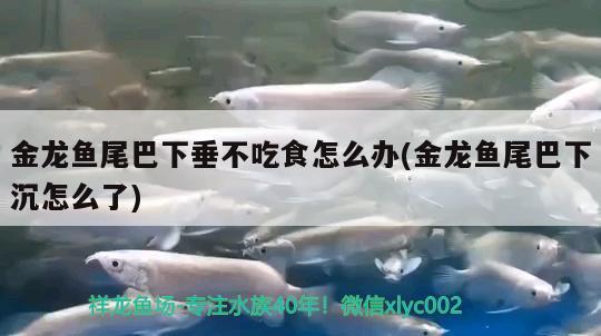 金龍魚尾巴下垂不吃食怎么辦(金龍魚尾巴下沉怎么了)