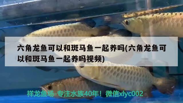 六角龍魚可以和斑馬魚一起養(yǎng)嗎(六角龍魚可以和斑馬魚一起養(yǎng)嗎視頻) 白化火箭魚