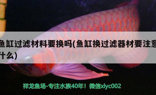 魚缸過濾材料要換嗎(魚缸換過濾器材要注意什么)