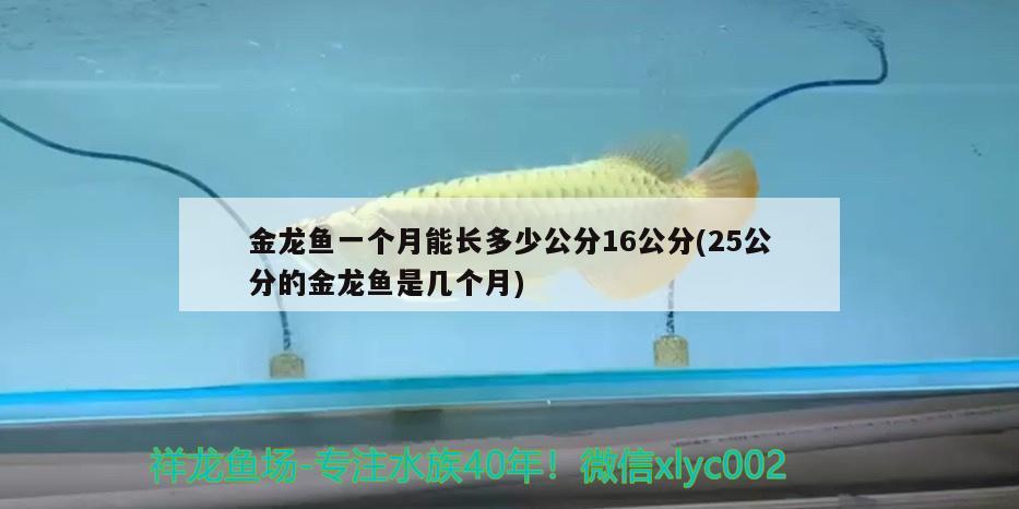 金龍魚一個月能長多少公分16公分(25公分的金龍魚是幾個月) 熱帶魚魚苗批發(fā)