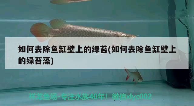 如何去除魚缸壁上的綠苔(如何去除魚缸壁上的綠苔藻) 黃金斑馬魚