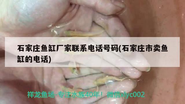 石家莊魚缸廠家聯(lián)系電話號碼(石家莊市賣魚缸的電話) 觀賞魚市場（混養(yǎng)魚）