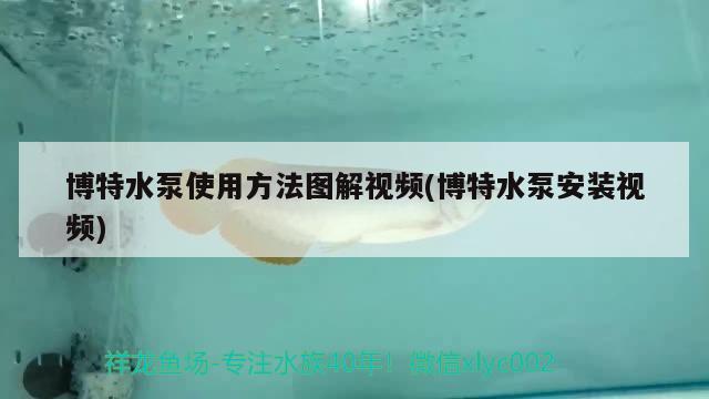 博特水泵使用方法圖解視頻(博特水泵安裝視頻) 博特水族