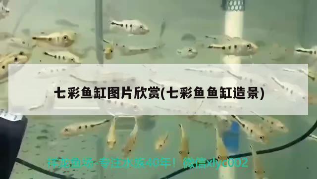 七彩魚缸圖片欣賞(七彩魚魚缸造景) 白子銀版魚