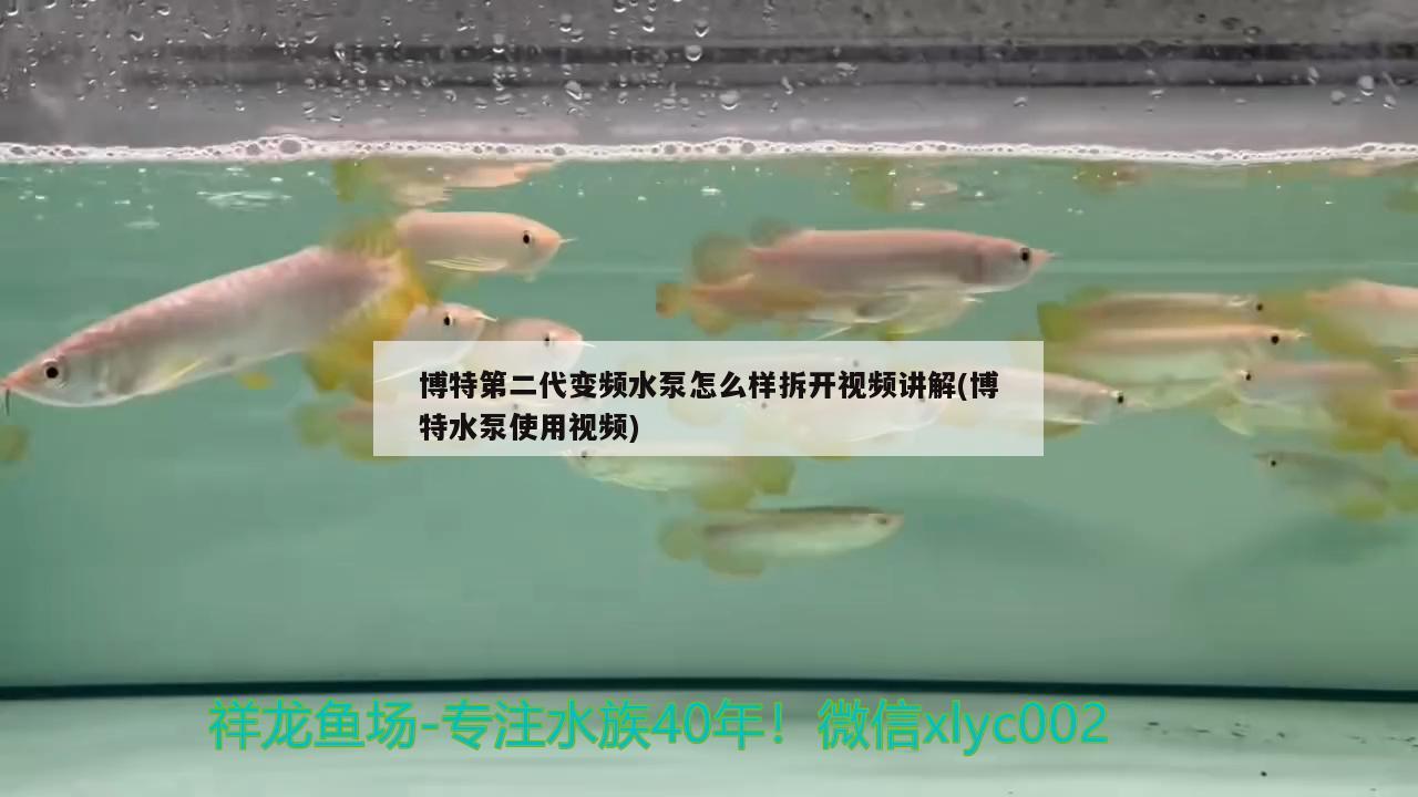 博特第二代變頻水泵怎么樣拆開(kāi)視頻講解(博特水泵使用視頻)