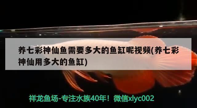 養(yǎng)七彩神仙魚(yú)需要多大的魚(yú)缸呢視頻(養(yǎng)七彩神仙用多大的魚(yú)缸)