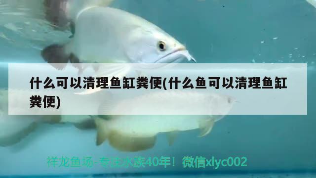 什么可以清理魚缸糞便(什么魚可以清理魚缸糞便) 七紋巨鯉魚