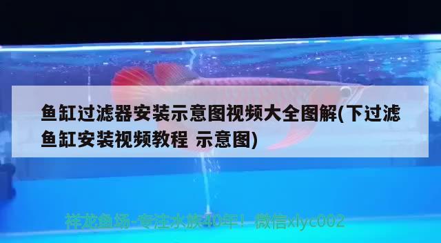 魚缸過濾器安裝示意圖視頻大全圖解(下過濾魚缸安裝視頻教程示意圖) 野生埃及神仙魚