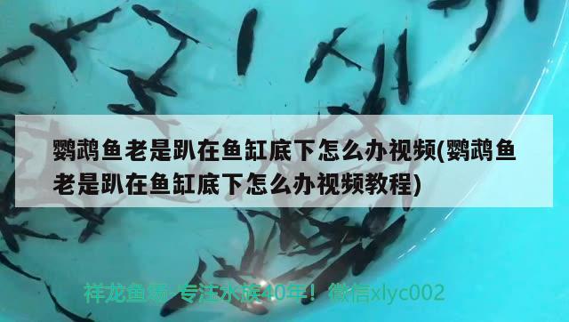 鸚鵡魚老是趴在魚缸底下怎么辦視頻(鸚鵡魚老是趴在魚缸底下怎么辦視頻教程) 鸚鵡魚