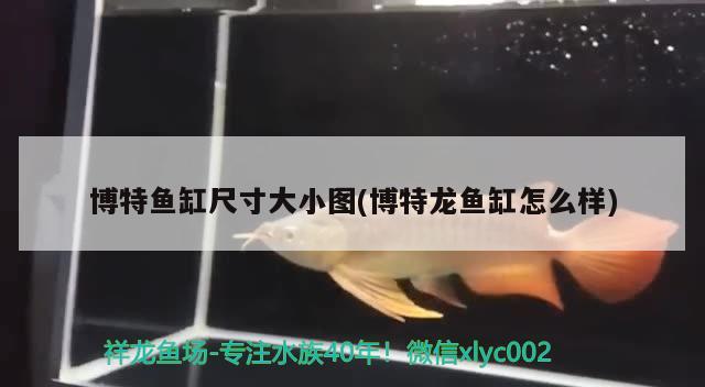 博特魚缸尺寸大小圖(博特龍魚缸怎么樣) 博特水族