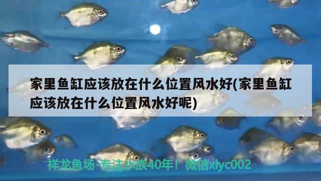 家里魚缸應(yīng)該放在什么位置風水好(家里魚缸應(yīng)該放在什么位置風水好呢) 魚缸風水