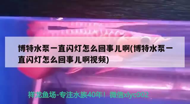 博特水泵一直閃燈怎么回事兒啊(博特水泵一直閃燈怎么回事兒啊視頻)