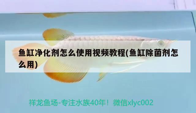 魚缸凈化劑怎么使用視頻教程(魚缸除菌劑怎么用)