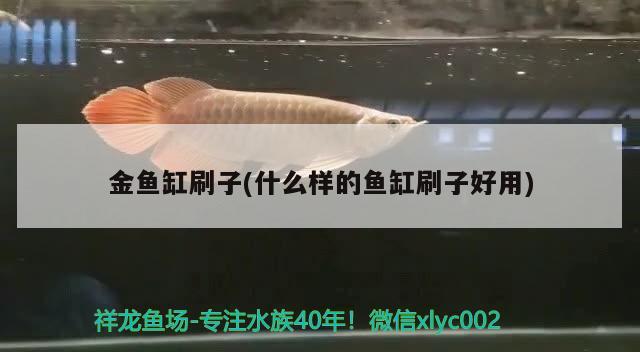 金魚缸刷子(什么樣的魚缸刷子好用) 泰國(guó)雪鯽魚