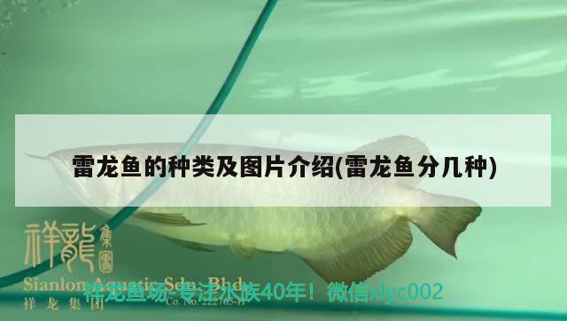 雷龍魚(yú)的種類(lèi)及圖片介紹(雷龍魚(yú)分幾種)