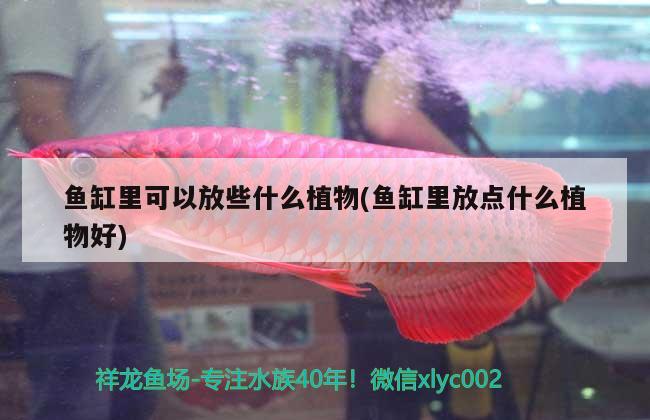 魚缸里可以放些什么植物(魚缸里放點(diǎn)什么植物好) 祥龍金禾金龍魚