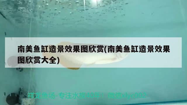 南美魚缸造景效果圖欣賞(南美魚缸造景效果圖欣賞大全) 慈雕魚